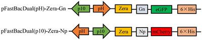 Evaluation of the immunogenicity of a Crimean-Congo hemorrhagic fever virus vaccine candidate in mice developed based on a baculovirus Zera nanoparticle delivery system